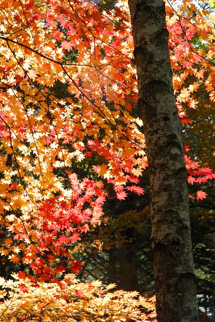 日和田高原の紅葉