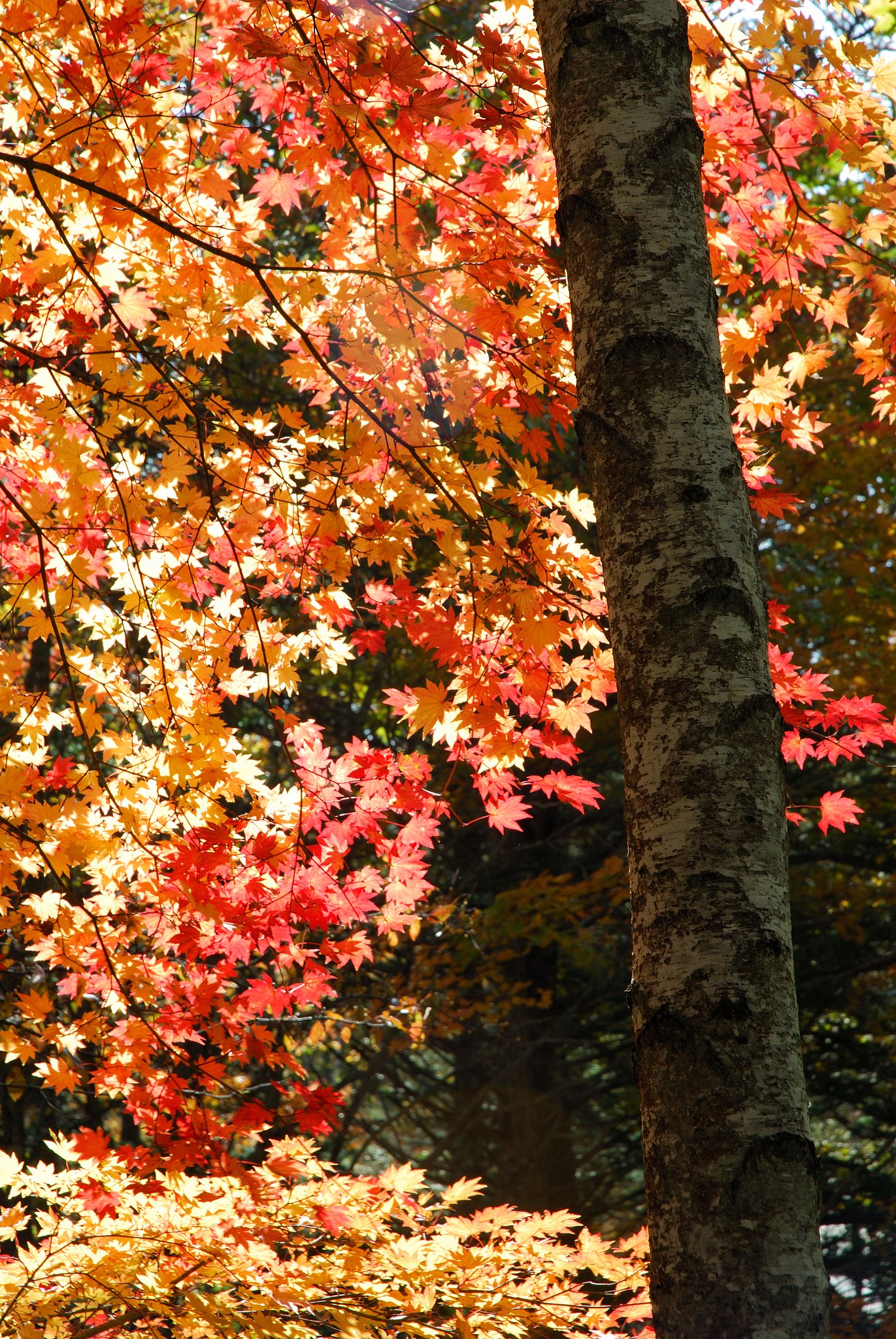 日和田高原の紅葉