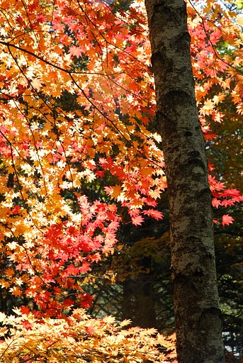 日和田高原の紅葉
