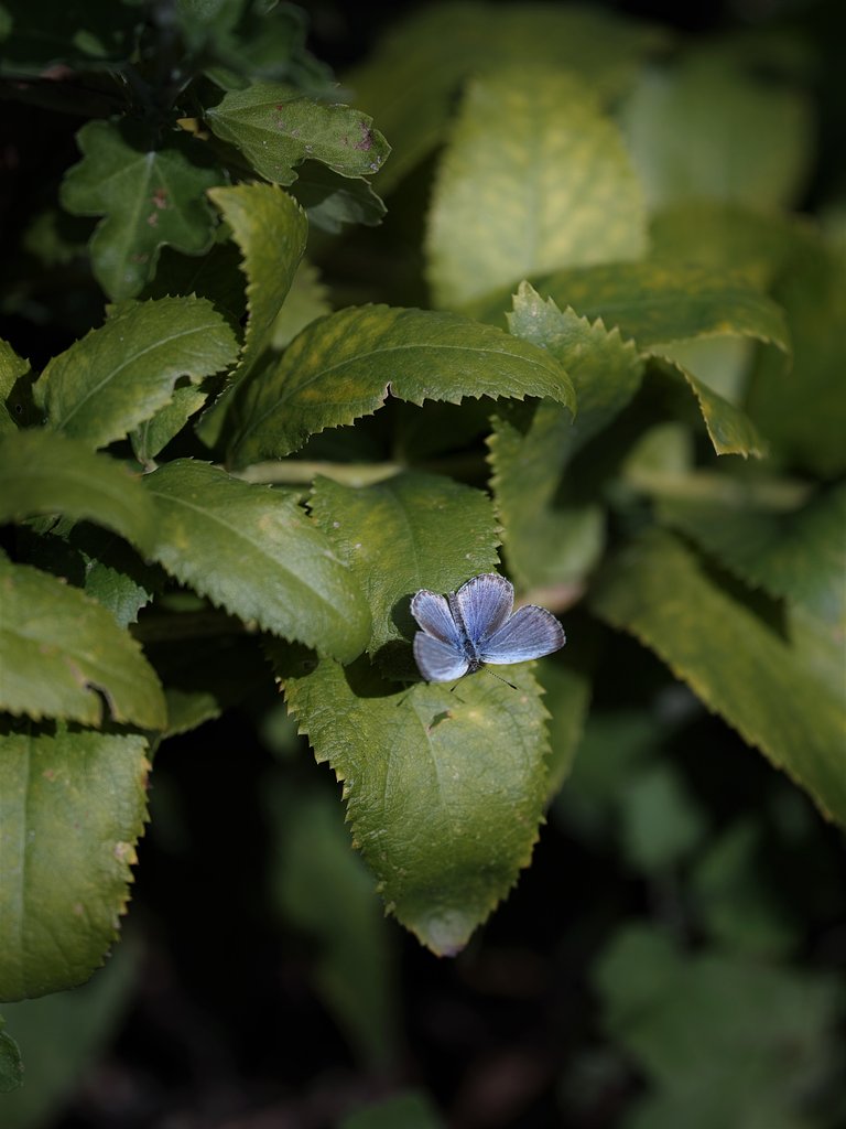 庭の蝶