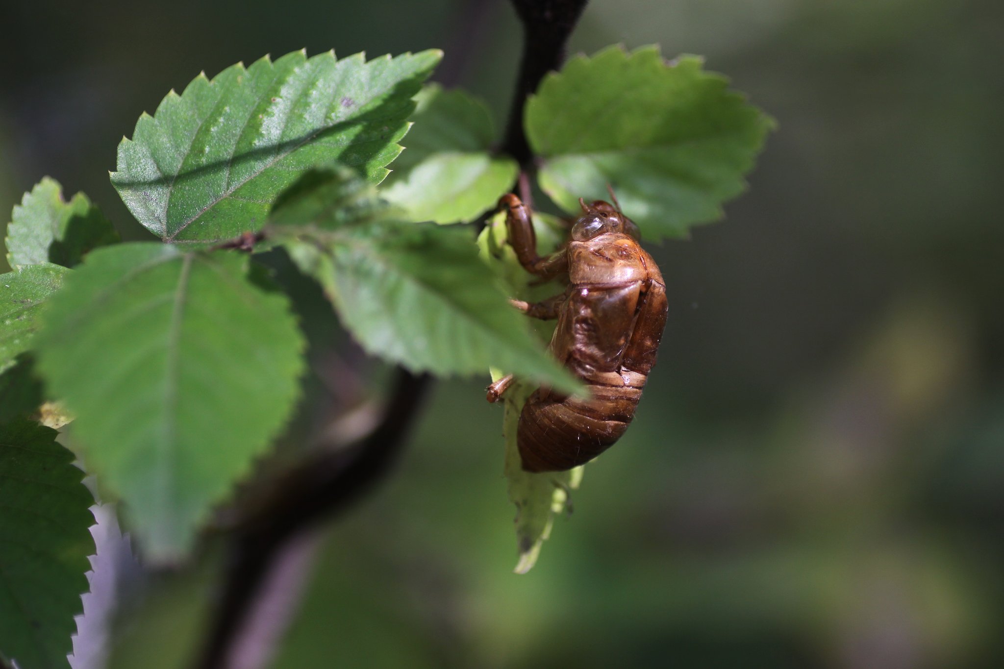 Tamron 90mm f2.8 macro 172E