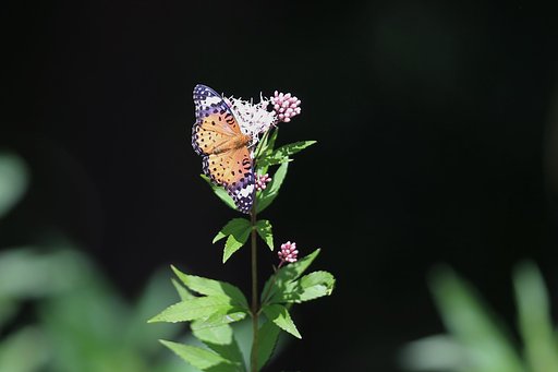 秋の花と蝶