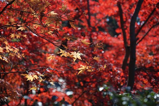 11月25日の写真