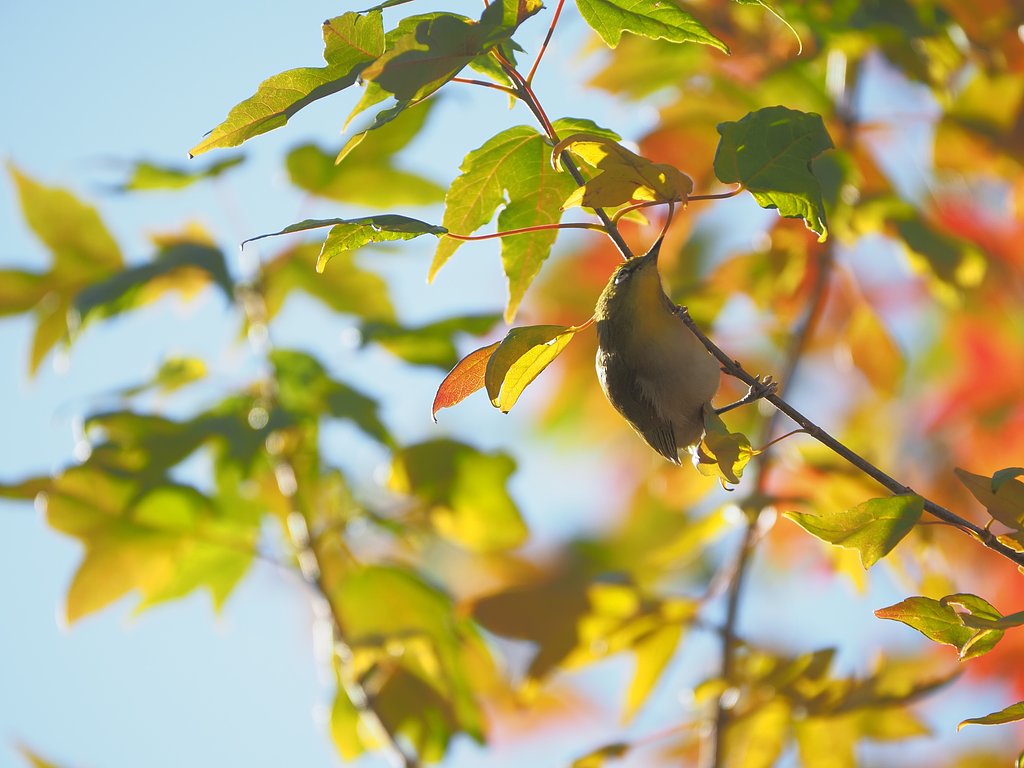 メジロの生る樹