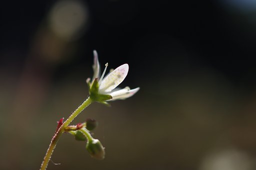 小さな高山植物