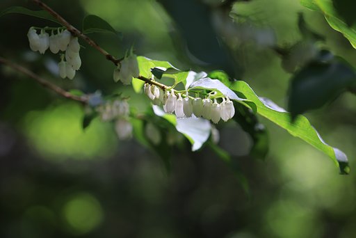 緑陰に整列