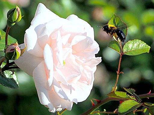 薔薇にクマバチが・・