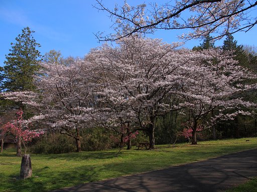 春暖の花列
