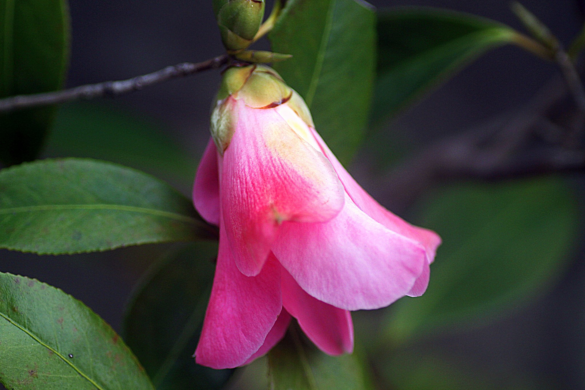Tamron  90mm-F2.8 Macro 172E