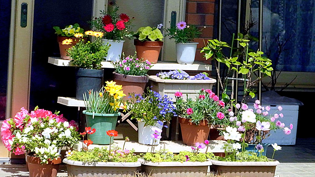 ４月玄関の花