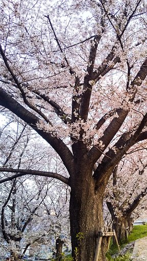長老桜並木
