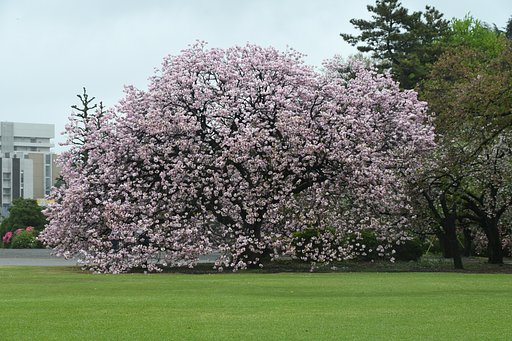 八重桜