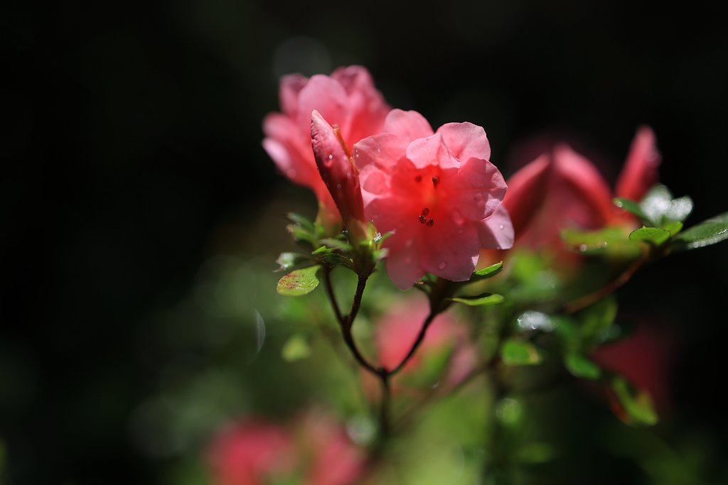 春の日差し