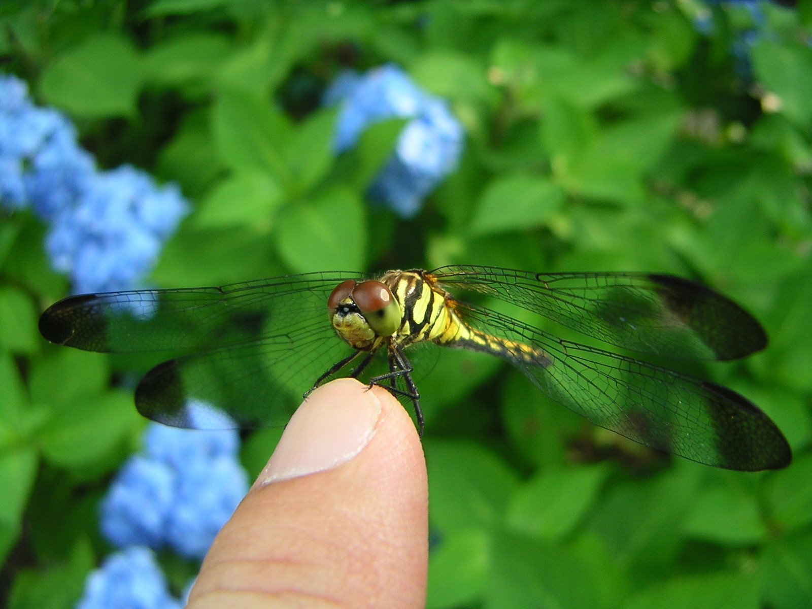 コンデジならではの