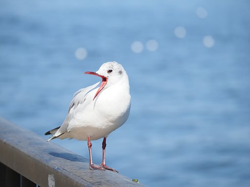 大あくび