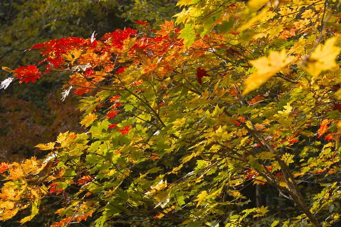 照葉峡上流の紅葉