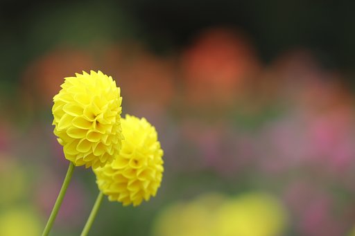 我が流法は玉ボケ