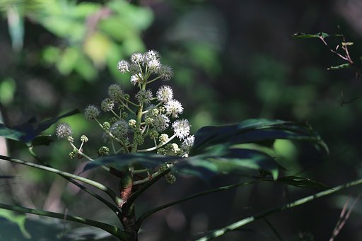 ヤツデ開花