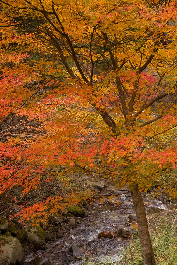 紅葉