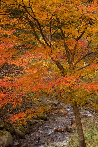 紅葉