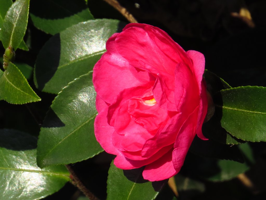 山茶花UP