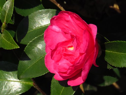 山茶花UP