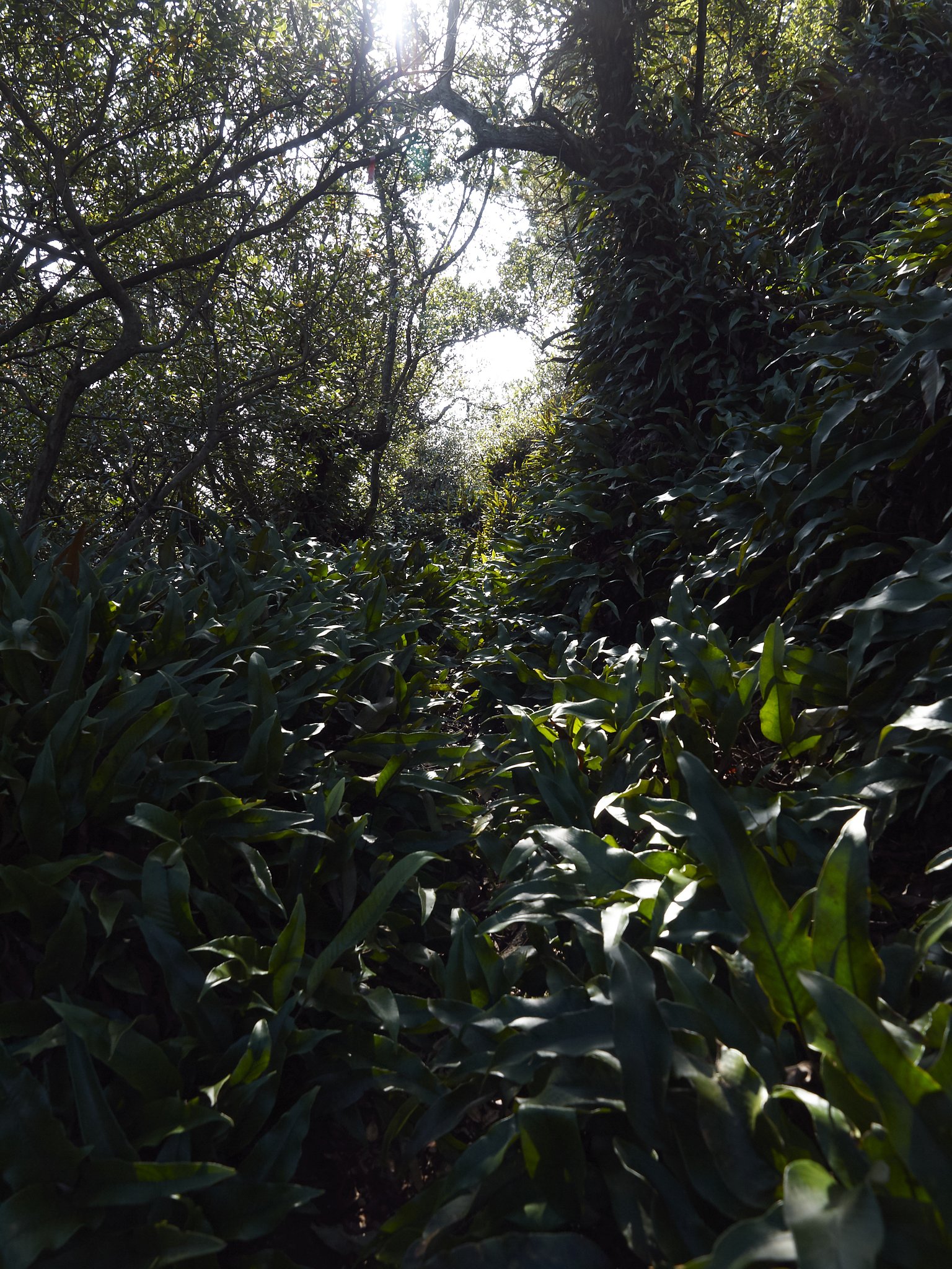 道