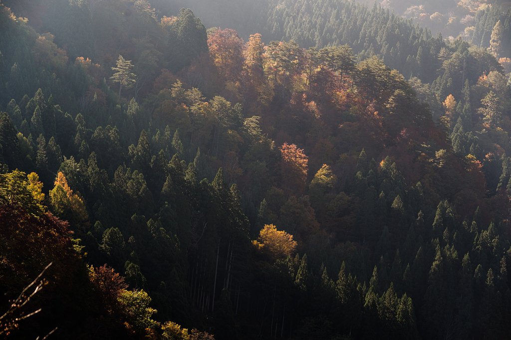 朝陽の斜光と紅葉の山肌