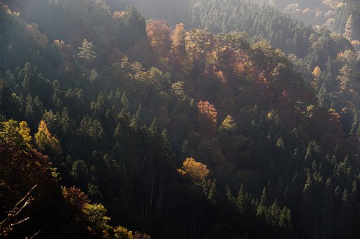 朝陽の斜光と紅葉の山肌