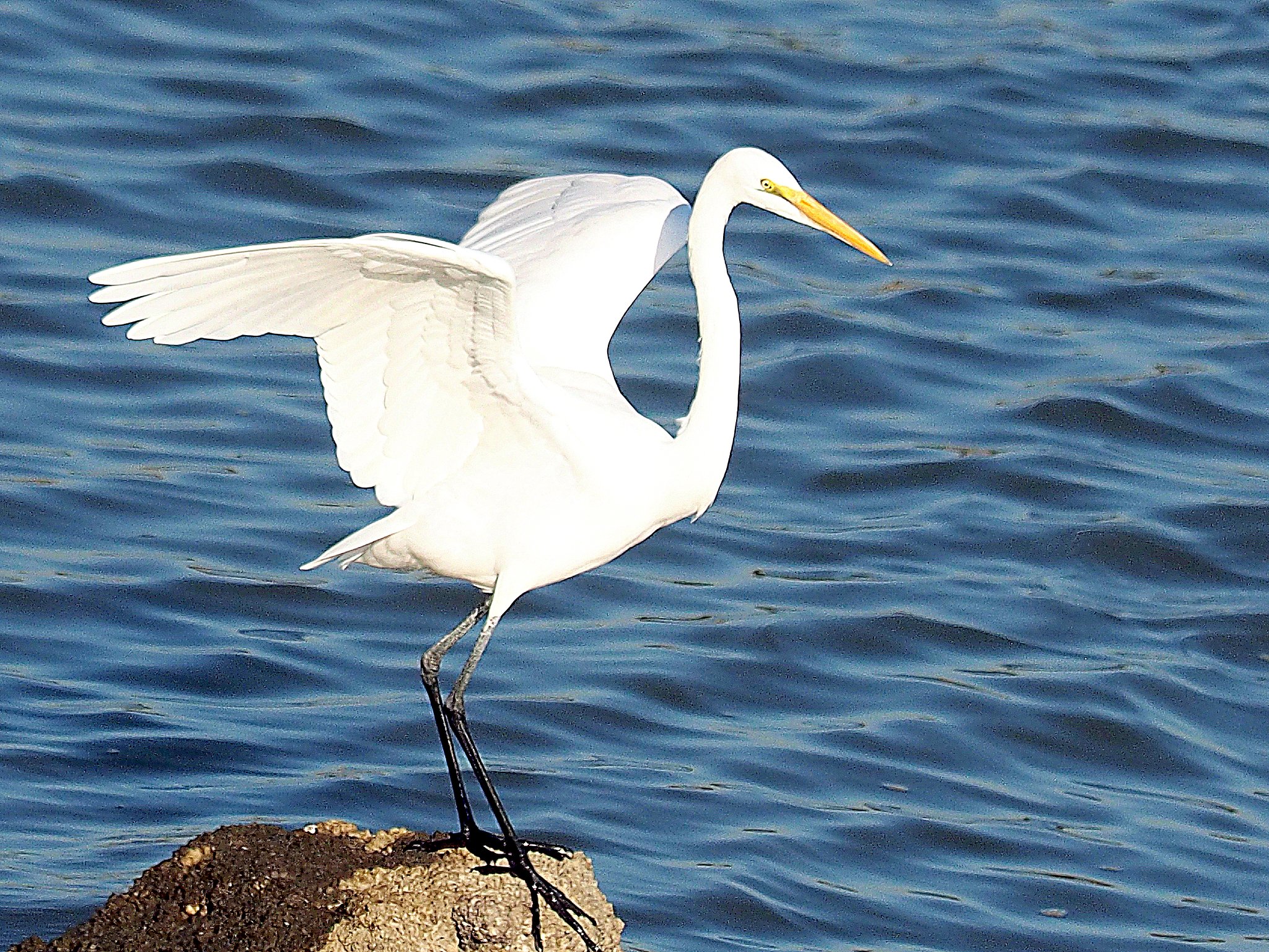 ZD50-200F2.8-200mm+MMF-1