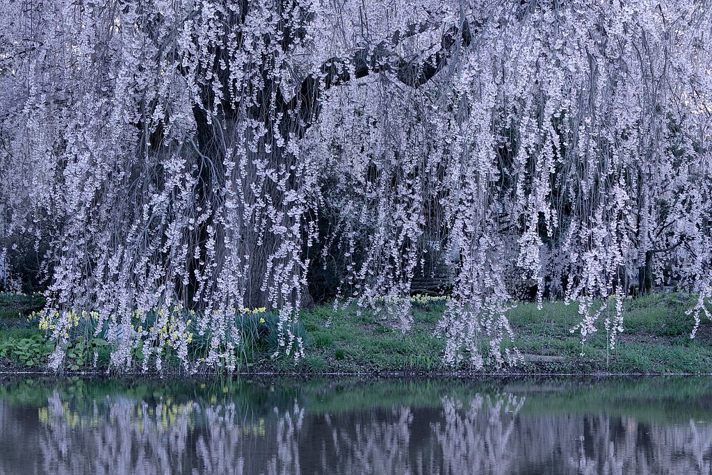 長野県の桜 Ⅱ