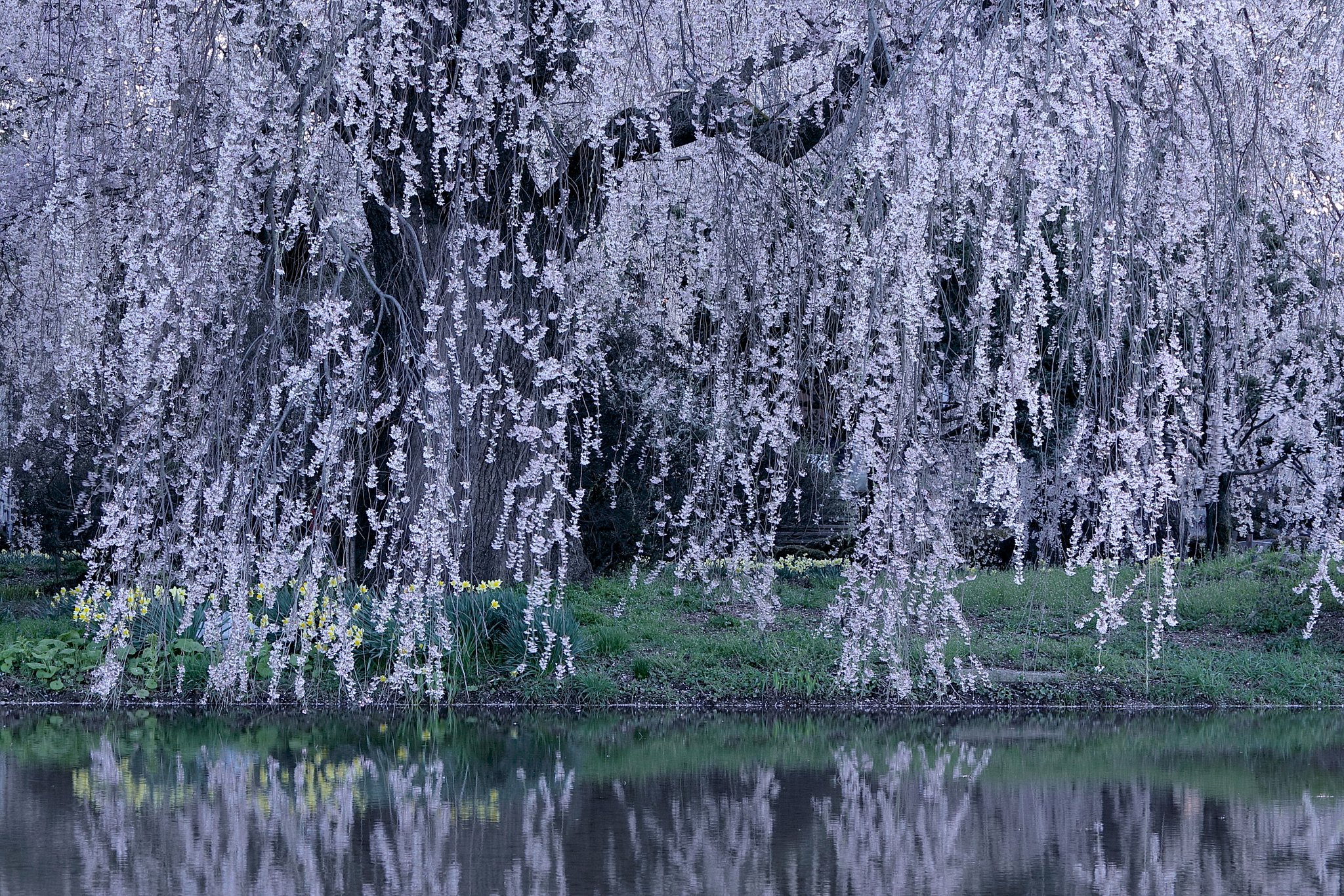 長野県の桜 Ⅱ