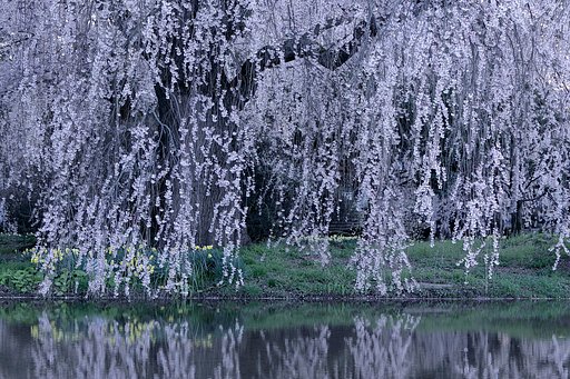 4月5日の写真