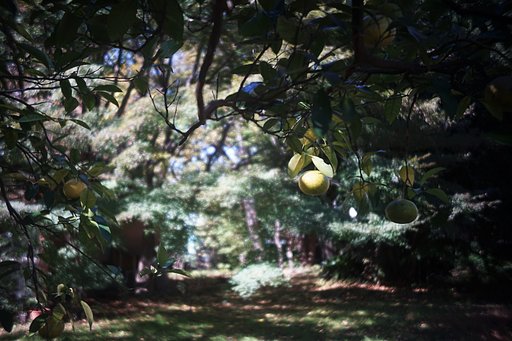 11月15日の写真