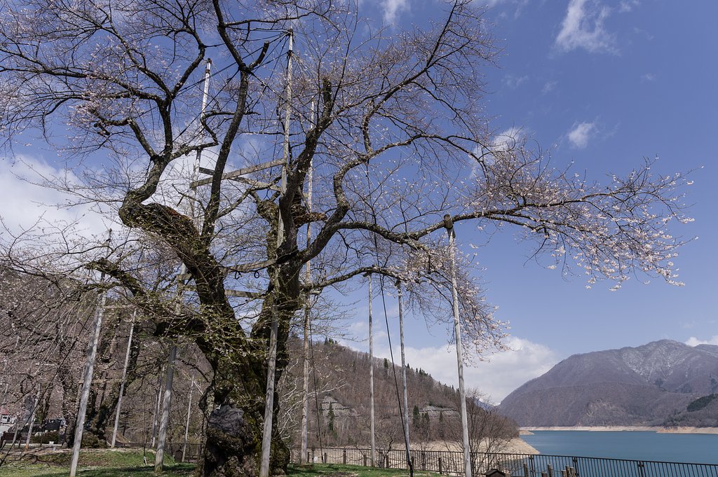 頑張れ！荘川桜