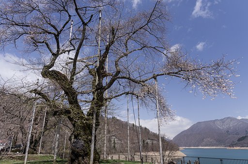 頑張れ！荘川桜