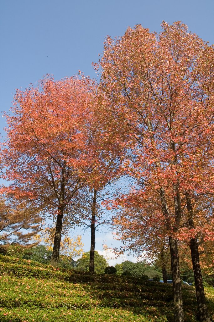 静岡県立森林公園