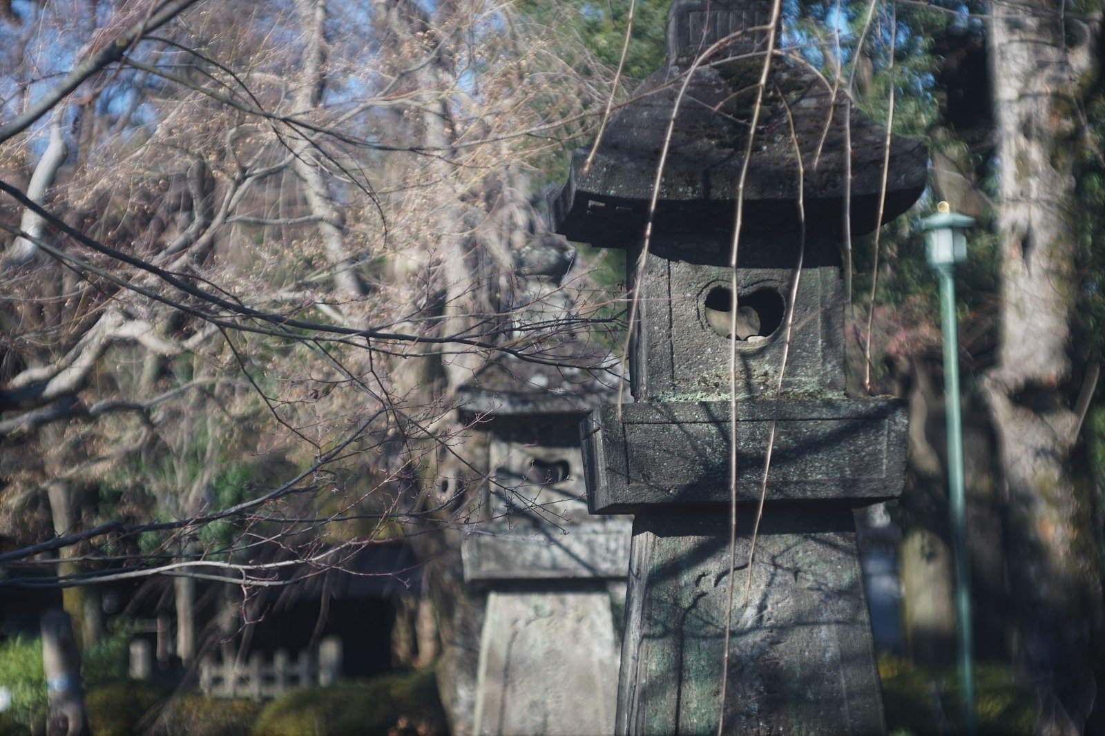 ドッペル・プラズマート(豪徳寺にて）