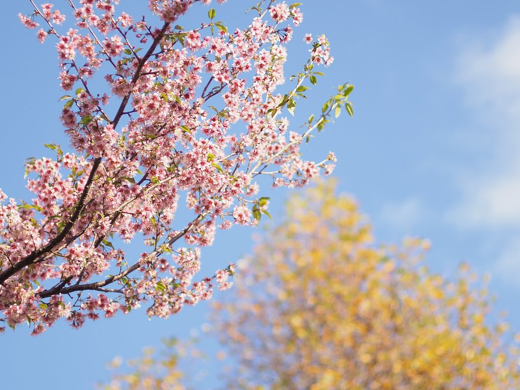 春なのか、秋なのか。