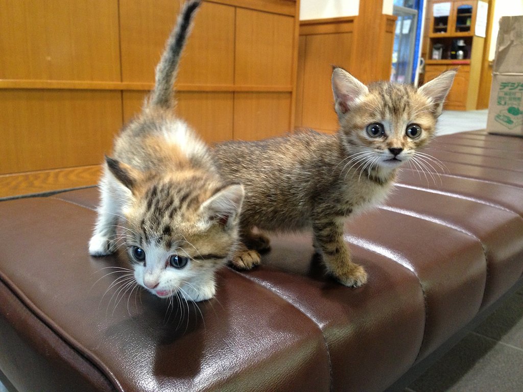 子猫