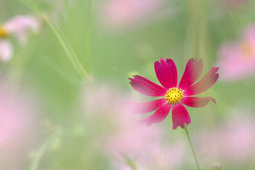 紅一点