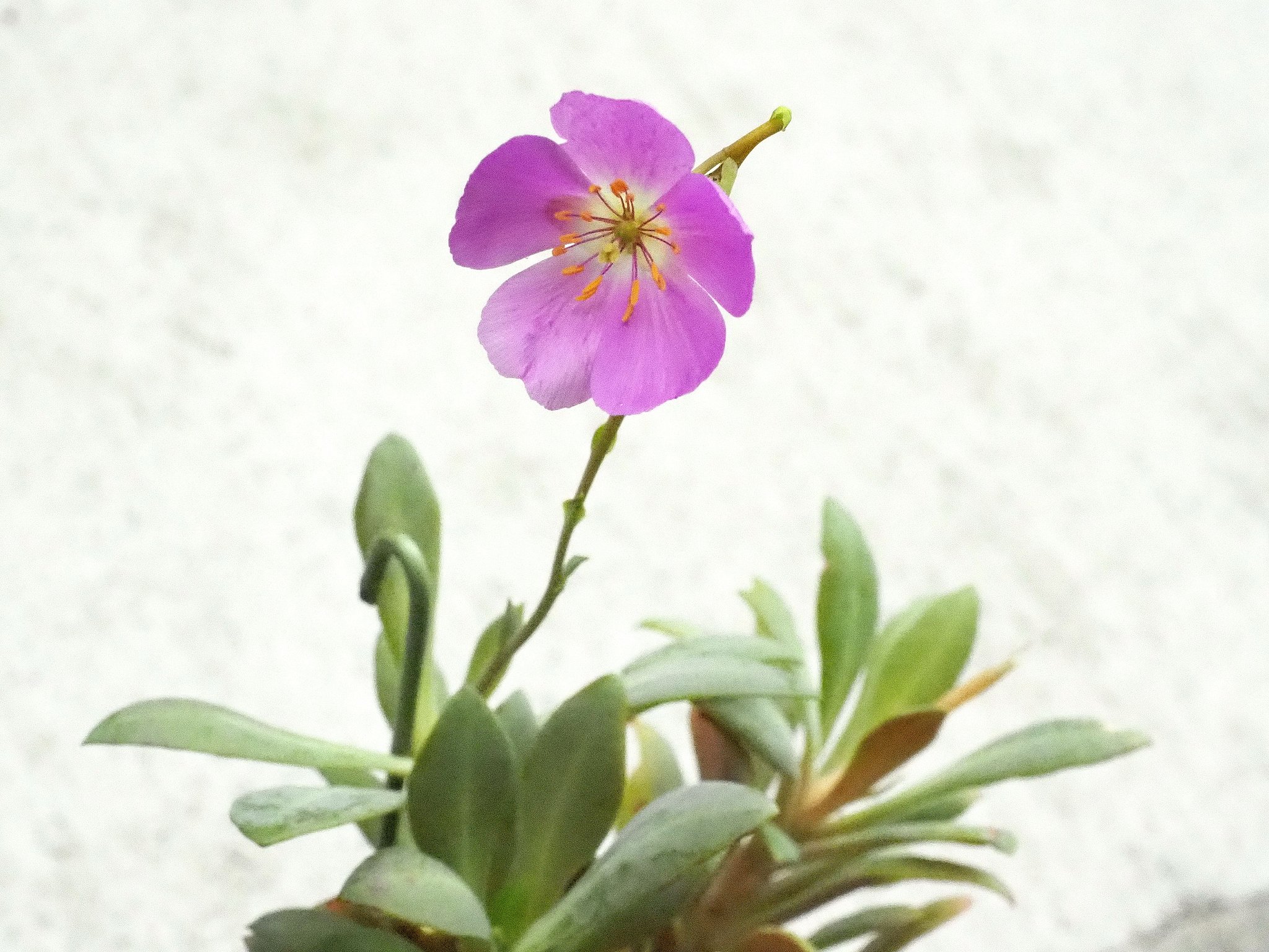 多肉っぽい草花