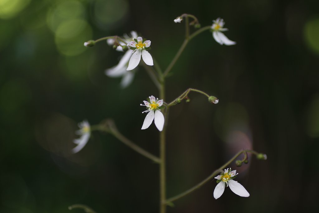 EF50mm f2.5 Compact Macro