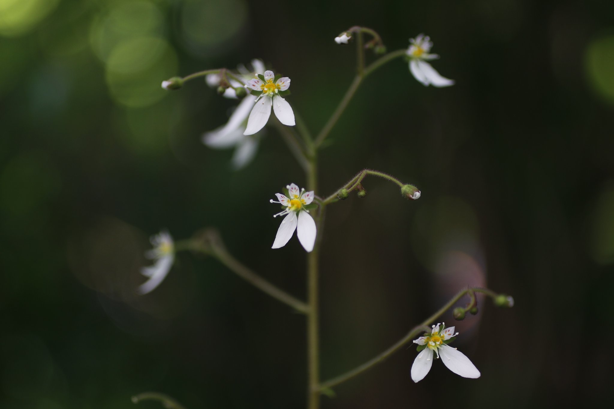 EF50mm f2.5 Compact Macro