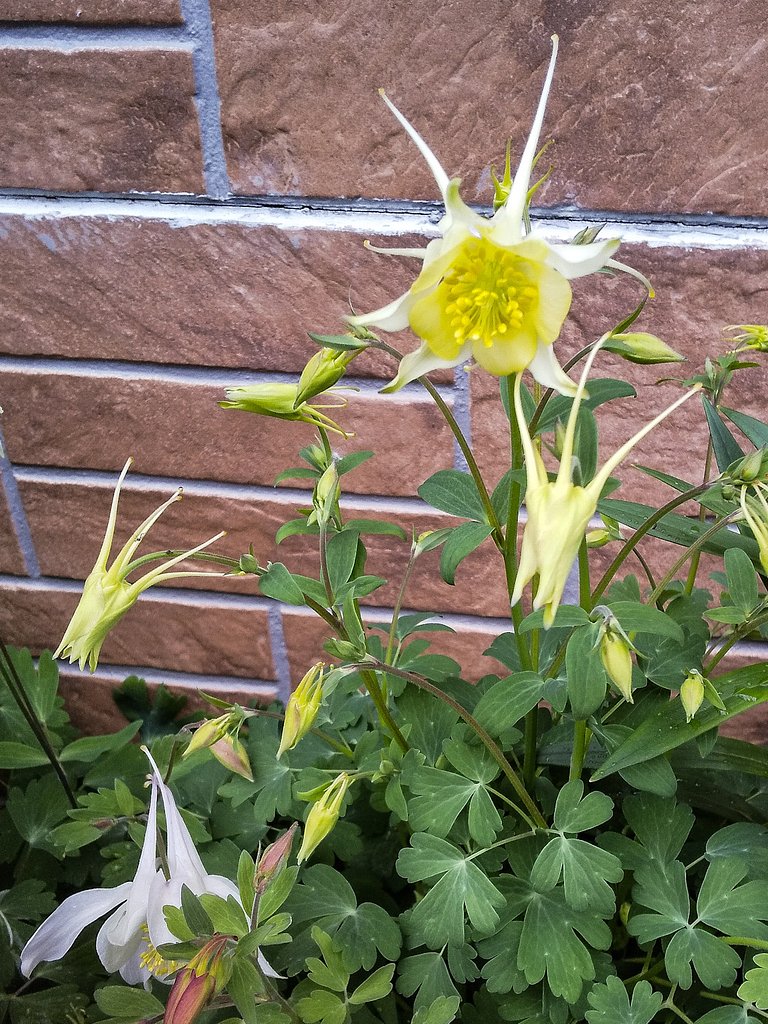 星のオダマキ