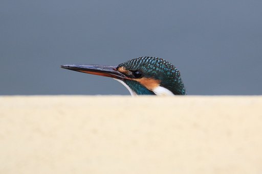 カワセミ・片思い