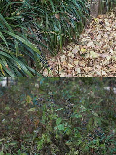 11月27日の写真