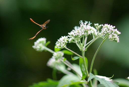 【生き物景色】