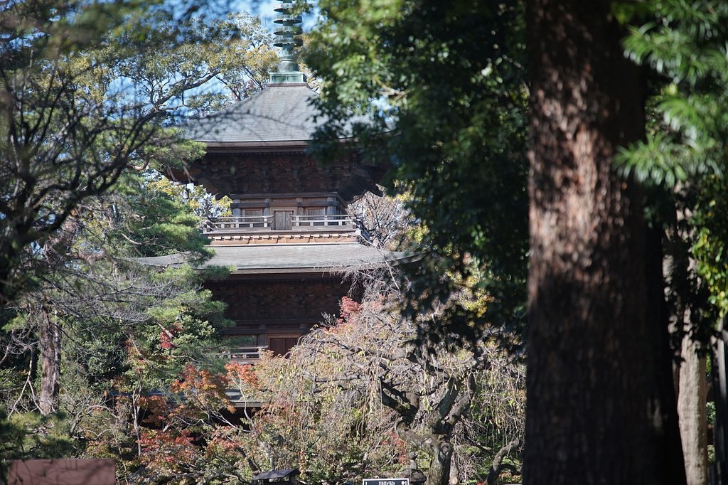 初冬の豪徳寺にて