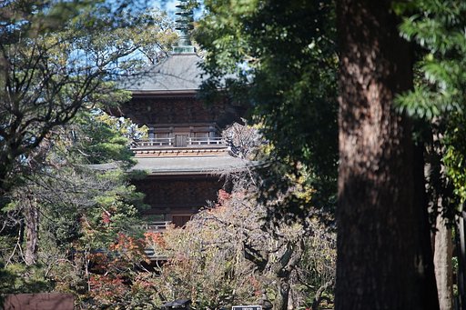 11月12日の写真